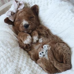 Cherry - Red  female Goldendoodle puppy in Temecula, California from Temecula Creek Doodles