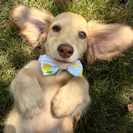 Scrabble - Cream male Dachshund puppy in Michigan from Hidden Haven Dachshunds
