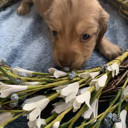 Dachshund Puppies from Lerch Family Dachshunds