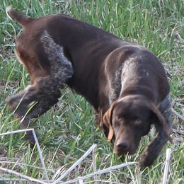 Penny - German Shorthaired Pointer