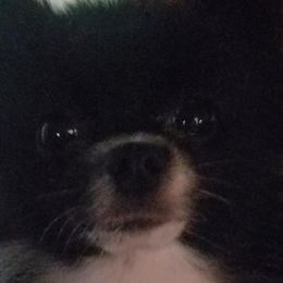 Pomeranians from Jacqueline's Pomeranians