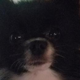 Pomeranians from Jacqueline's Pomeranians