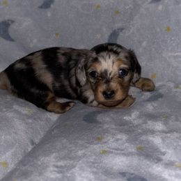 Mable - Dapple female Dachshund puppy in Cattaraugus County, New York from H&C’s Dachshunds and Retrievers