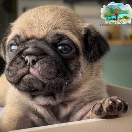 Ash - Fawn Pug puppy in Saint George, Utah from Adventure Pug Breeding