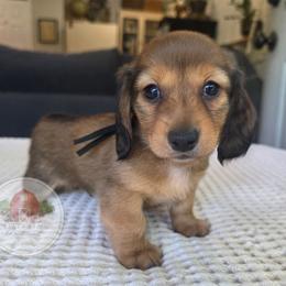 Shaded Red 1600 - Red male Dachshund puppy in Texarkana, Arkansas from Dogwood Acre Dachshunds