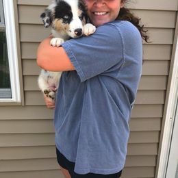 Aussiedoodle and Australian Shepherd Puppies from Springhill Hog and Cattle Co.