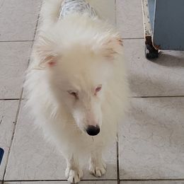 Boo's Bad Medicine - White male Shetland Sheepdog puppy in Kaycee, Wyoming from Heavenly Shelties