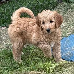 Tianna - Apricot female Goldendoodle puppy in Indiana, Pennsylvania from Kathy's Doodles