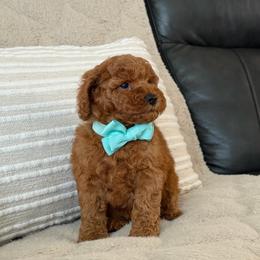 Armani - Red  male Poodle puppy in Berrien Springs, Michigan from Michigan Mini & Toy Red Poodles