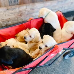 Dilute Retriever and Labrador Retriever Puppies from Landon J Farms Labrador Retrievers