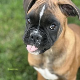Boxer Puppies from Eagle ID Boxers