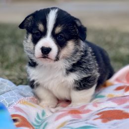 Australian Shepherd, Lagotto Romagnolo, and Pembroke Welsh Corgi Puppies from SS Australian Shepherds