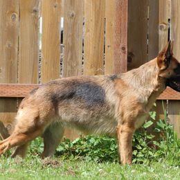 German Shepherds from Vom Haus Rae