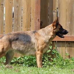 German Shepherds from Vom Haus Rae