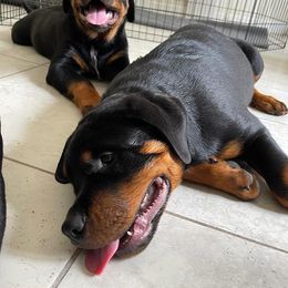 French Bulldog and Rottweiler Puppies from Von Haus Royal Rottweiler