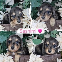 Sashimi - Dapple female Dachshund puppy in Lakeland, Florida from Buckwild Doxies