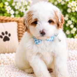 September - White male Bernedoodle puppy in Diamond Bar, California from Furrytaildoodles