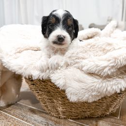 Red - Black tri-color female Aussiedoodle puppy in Slc, Utah from Timp Doodles