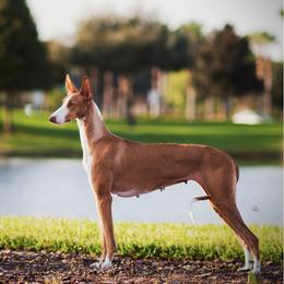 Elin - Ibizan Hound