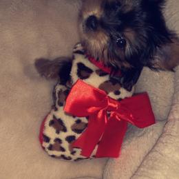 Pomeranian and Yorkshire Terrier Puppies from Melrey's paws