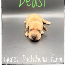 Beast - Cream male Dachshund puppy in Cincinnati, Ohio from Caines Dachshund Farm