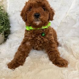 Daisy - Red  female Poodle puppy in Bakersfield, California from California Red Poodles