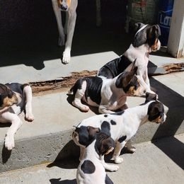 Rat Terrier Puppies from KIMBERLEE NILES