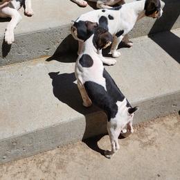 Rat Terrier Puppies from KIMBERLEE NILES