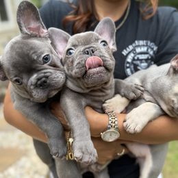 French Bulldog Puppies from Cosofme Frenchies
