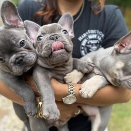 French Bulldog Puppies from Cosofme Frenchies