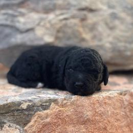 Nico - Black male Labradoodle puppy in Murray, Utah from Swann's Kennels