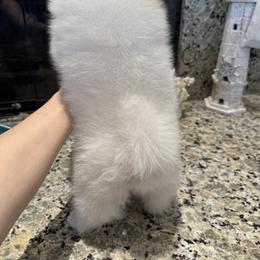 Pomeranian Puppies from D’ Pomlovers