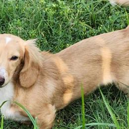 Bella - Dachshund