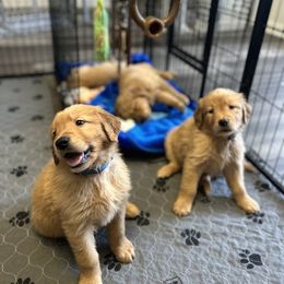 Golden Retriever Puppies from Upstate Revival Retrievers