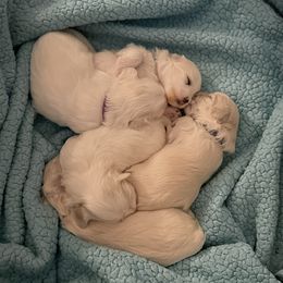 Coton de Tulear puppies from MySoulKick_Coton