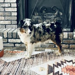 S’mores - Miniature Australian Shepherd