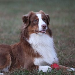 Australian Shepherds from RecklessLove Kennels
