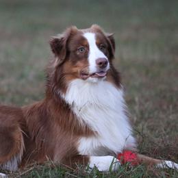 Australian Shepherds from RecklessLove Kennels