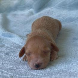 Taffy - Cream female Dachshund puppy in Pilot Point, Texas from Diamond B Doxies