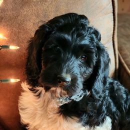 Dot - Black Labradoodle puppy in Somerset, California from Annie’s Animals