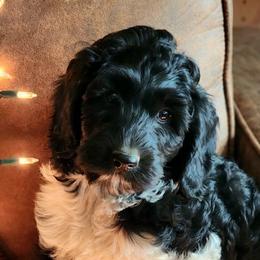 Dot - Black Labradoodle puppy in Somerset, California from Annie’s Animals