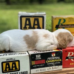 Brittany Puppies from HillTop Brittany Kennel