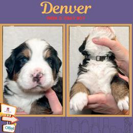 Denver (Gray) - Black rust and white male Bernese Mountain Dog puppy in Boiling Springs, South Carolina from OlliePups, LLC