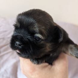 Girl 1 - Sable female Shih Tzu puppy in Mariaville, Maine from McKayla Hairston