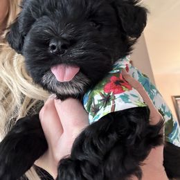 Miniature Schnauzer Puppies from Butterleaf Farms