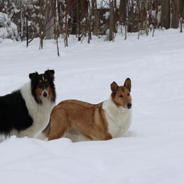 Collie All Grown Up from Wellsmere Collies