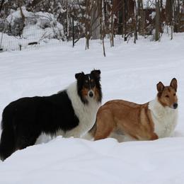 Collie All Grown Up from Wellsmere Collies
