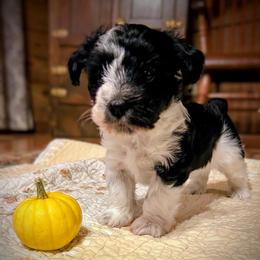 Boo - Parti female Miniature Schnauzer puppy in Oneida, Tennessee from Saving Grace
