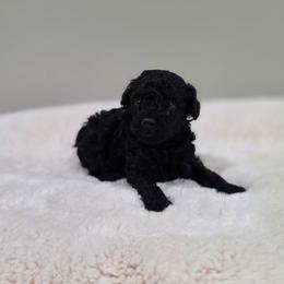Coop (AKC) - Black male Poodle puppy in Rainbow City, Alabama from Spinks Poodles
