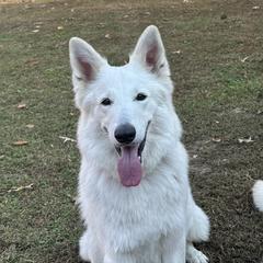 Berger Blanc Suisses from Supernova Swiss Shepherds